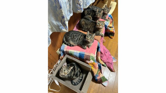 普段はリビングにある猫用こたつにいることが多い