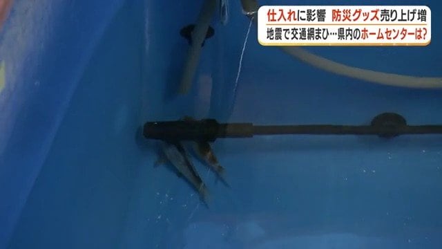 現在4匹しかいない錦鯉