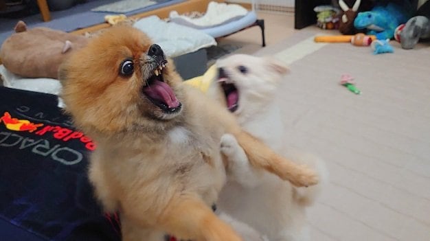 見事な“ムキ顔”だけれど仲良しだという2匹