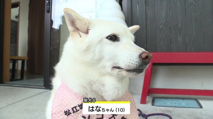 モチーフになったアイドル犬「はなちゃん」