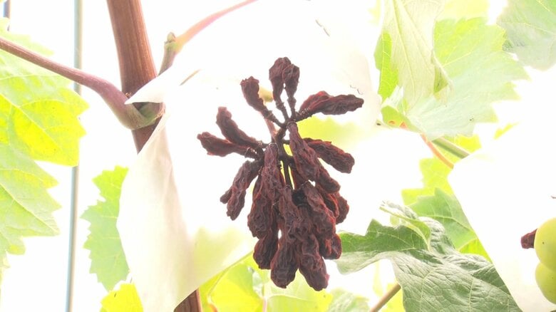 収穫量が8割減！？“災害級”暑さでキュウリが変形 しわしわのブドウに生えてこないアスパラガスも…猛暑が農作物に大ダメージ｜FNNプライムオンライン
