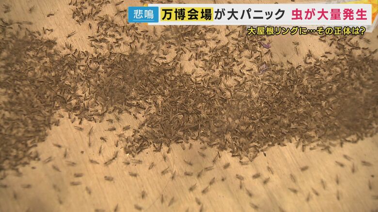 【速報】万博会場の「ユスリカ」会期末に再び大量発生か　博覧会協会「薬剤散布は行わない」｜FNNプライムオンライン