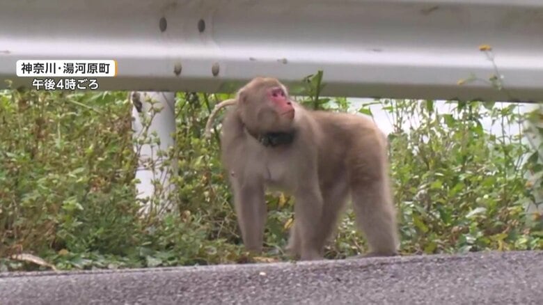 人気観光地でサルが“凶暴化”　人身被害、「空き家に出入り」目撃情報も　ボスにGPS装着し監視強化｜FNNプライムオンライン