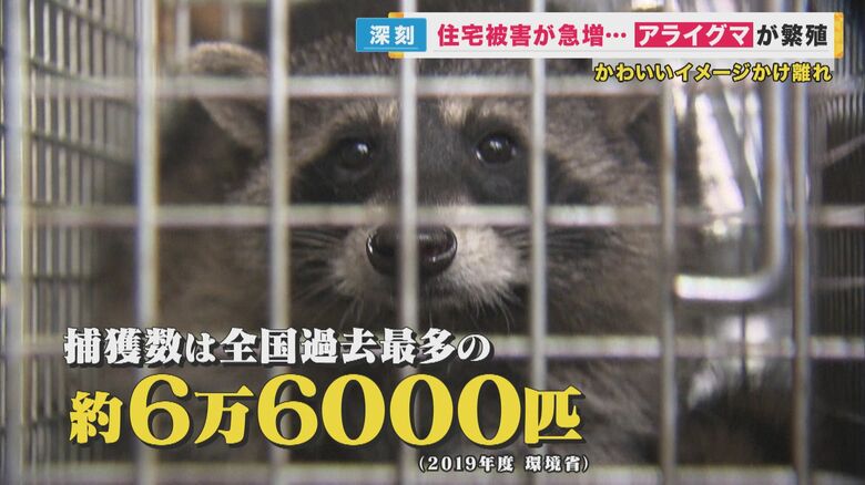 日本でアライグマ急増中　壁に穴の被害　感染症リスクも　屋根裏に住むアライグマ追い出し作戦【関西発】｜FNNプライムオンライン