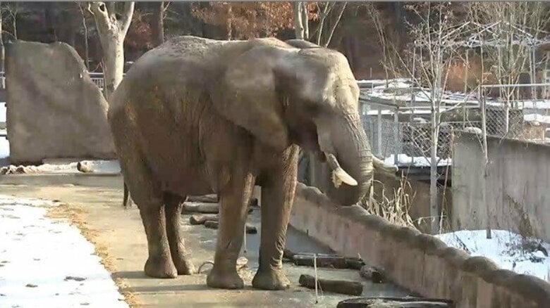 アフリカゾウのマオ　2回目の人工授精も成功せず　岩手県盛岡市｜FNNプライムオンライン