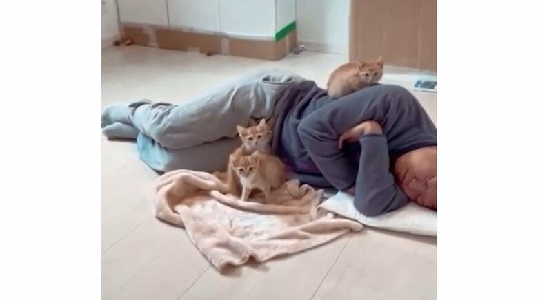 「まるでお母さん猫と子猫の図」寝ているパパに集まる子猫にニヤニヤが止まらない…いつも一緒？関係性を聞いた｜FNNプライムオンライン