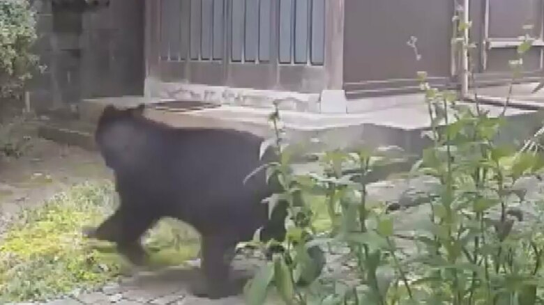 「成獣クマ」が住宅玄関前を駆け抜ける映像 富山市小杉で県内初の「緊急銃猟」発令も依然行方不明、付近の富山南高校で警戒対応が続く|FNNプライムオンライン