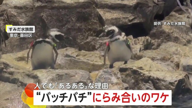 “バッチバチ”にらみ合うペンギン！　“パーソナルスペース”問題で険悪に…「ペンギン2羽分」守りたい？　東京・すみだ水族館｜FNNプライムオンライン