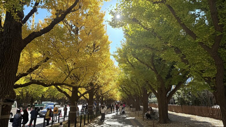 黄と黄緑が“絶景コラボ”！ 紅葉見頃の「明治神宮外苑イチョウ並木」今だけ楽しめるおすすめスポットを発見｜FNNプライムオンライン