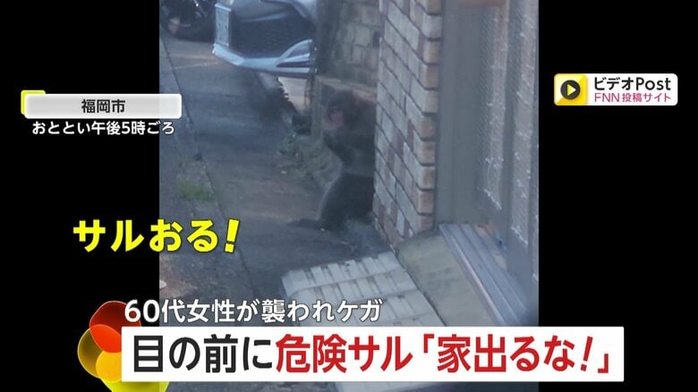 「玄関に座っとるけん、出るな！」サルが住宅街に出現…60代女性襲われけが　鉢合わせしたら一大事…警察は対応急ぐ　福岡市｜FNNプライムオンライン