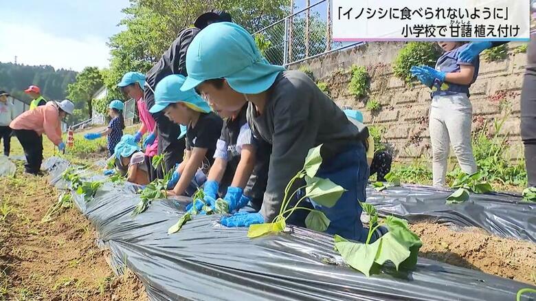 大切な「おいも」を全部食べられた…イノシシ被害を乗り越え　鏡洲小学校で甘藷の苗を植え付け　畑に電気柵設置で対策｜FNNプライムオンライン