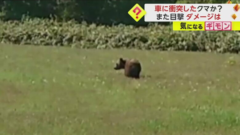 北海道紋別市で目撃されたクマ(オホーツク中央森林組合)