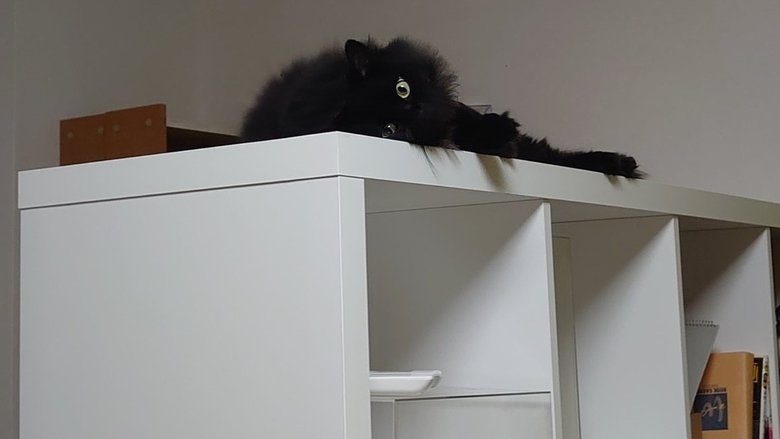 本棚は猫たちのお気に入りの場所(提供:現代美術二等兵ふじわらさん)