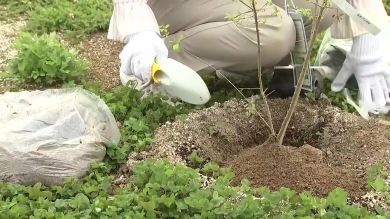 苗木を植える様子