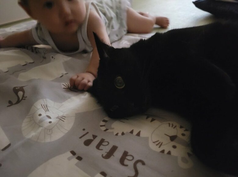 提供：仔猫を拾ったので