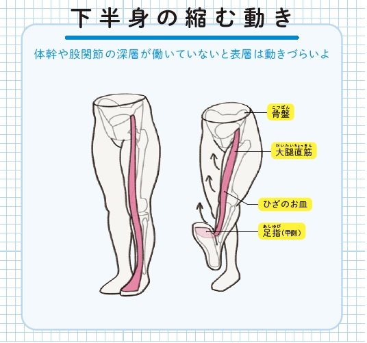 『筋肉のつながり図鑑』より