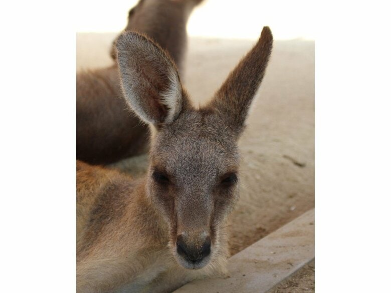 眠たそうなヤナギくん