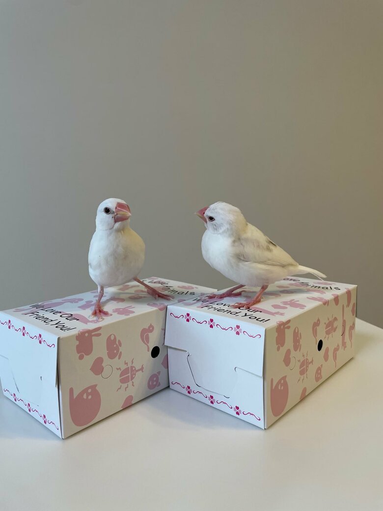 ろろちゃん（左）、ててちゃん（右）