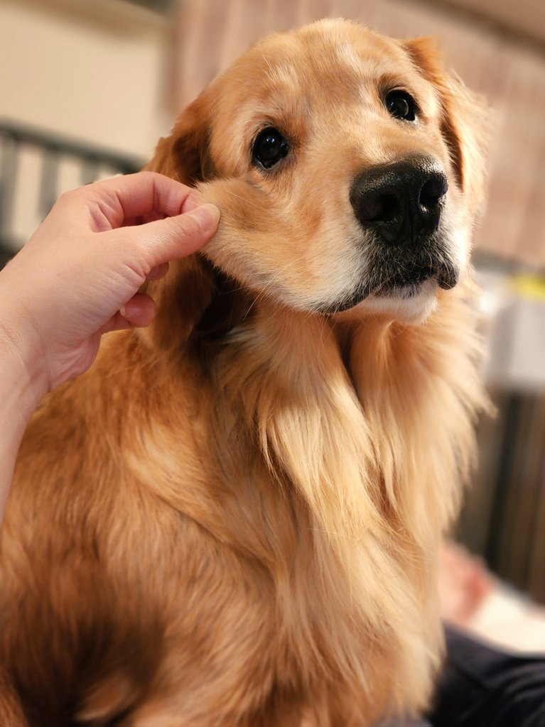 提供：Charlotte@ゴールデンレトリバーさん