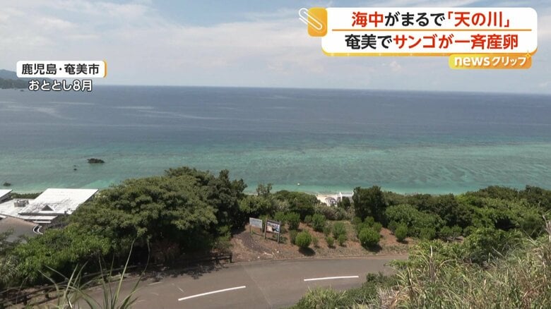 産卵が撮影された奄美大島周辺の海