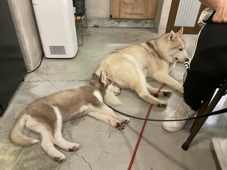 ココちゃんのしっぽを枕にして（提供：ココとイチのままちゃん）