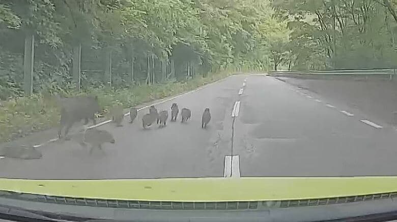 道路に出るイノシシの群れ