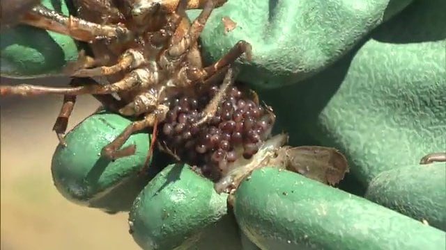 繁殖力が高いのも特徴