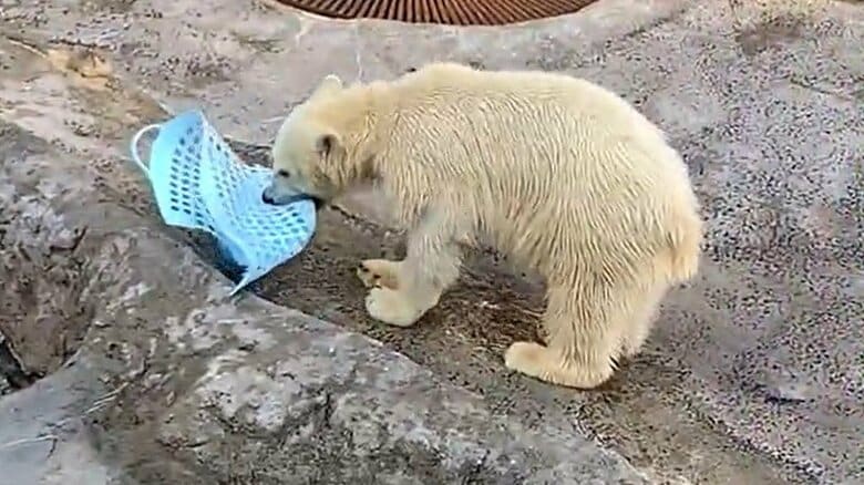 ゆめちゃんの雑巾がけ（その3）すると洗濯カゴをくわえて…