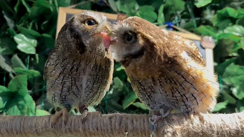 クルミちゃん（右）はくちばしで肉を受け取り…