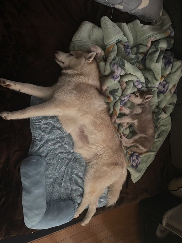 提供：ココとイチのままちゃん