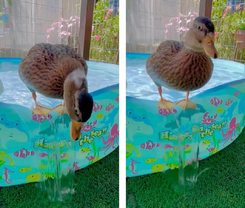 プールのフチに立つみゅみゅちゃん