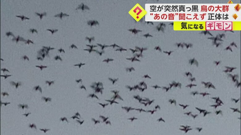 諫早市で撮影された映像。よくみると、確かに羽が確認できる