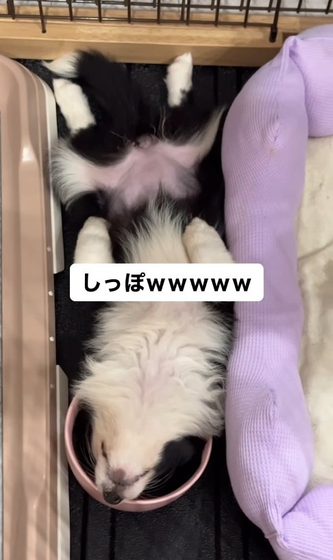 なぜかしっぽもフリフリしているサニーちゃん