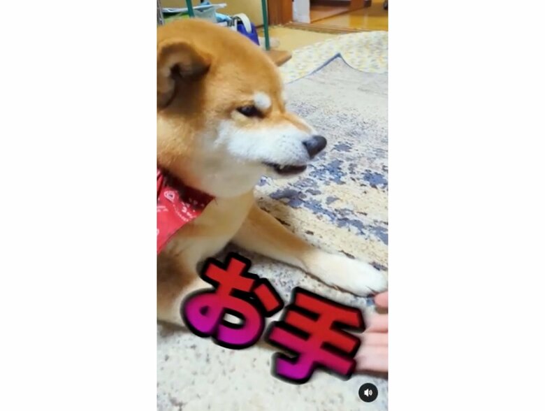 提供：柴犬スティーブch【コーギーと猫を添えて】さん