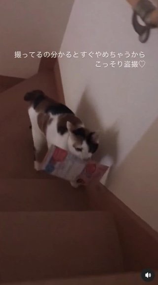 提供：kiyokoさん