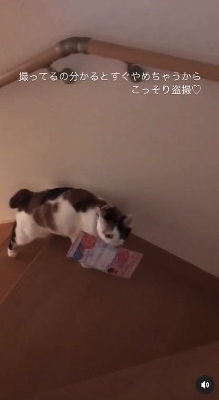提供：kiyokoさん