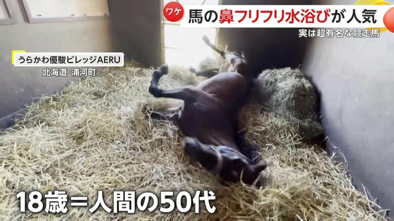 現在18歳で人間でいうと50代のナカヤマフェスタ