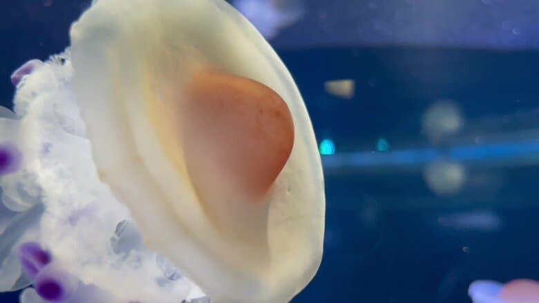 （提供：新江ノ島水族館）