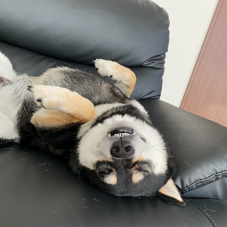 提供：柴犬むさしとこじろうさん