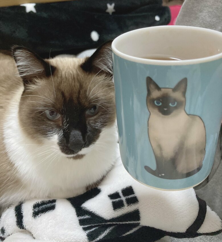 提供：たぬき&とらさん