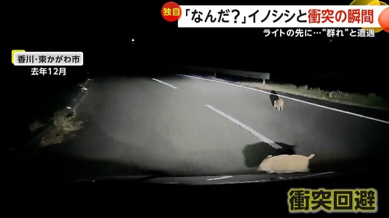 慌ててブレーキをかけ、イノシシとの衝突を回避した目撃者