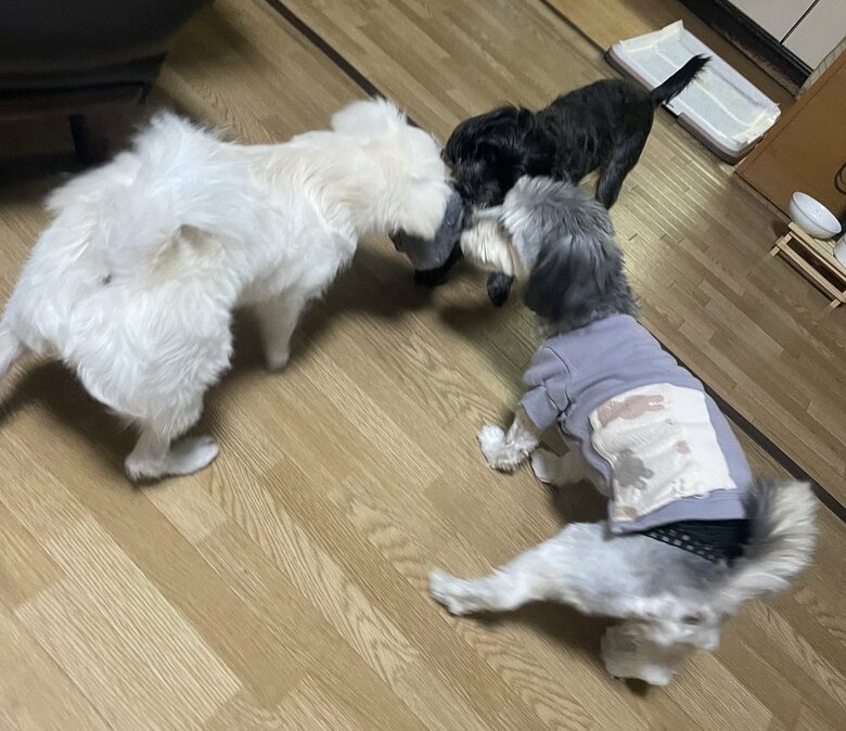 3匹は仲良し
