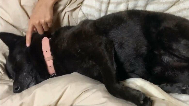 興味がないときは狸寝入りすることも