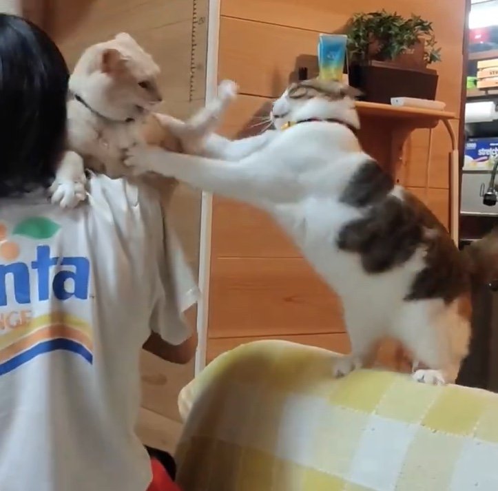 提供：nyaokoさん