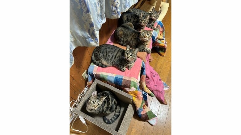 普段はリビングにある猫用こたつにいることが多い