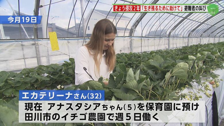 イチゴ農園で働いているエカテリーナさん