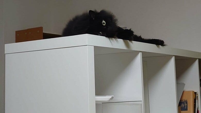 本棚は猫たちのお気に入りの場所（提供：現代美術二等兵ふじわらさん）