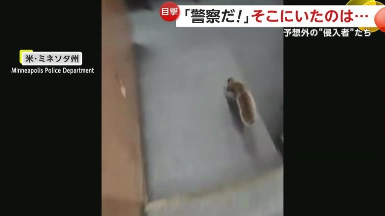 様々なデスクに立ち寄っては素早く移動していたリス