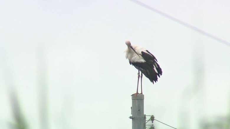 「つむぎ」と命名されたコウノトリの母親