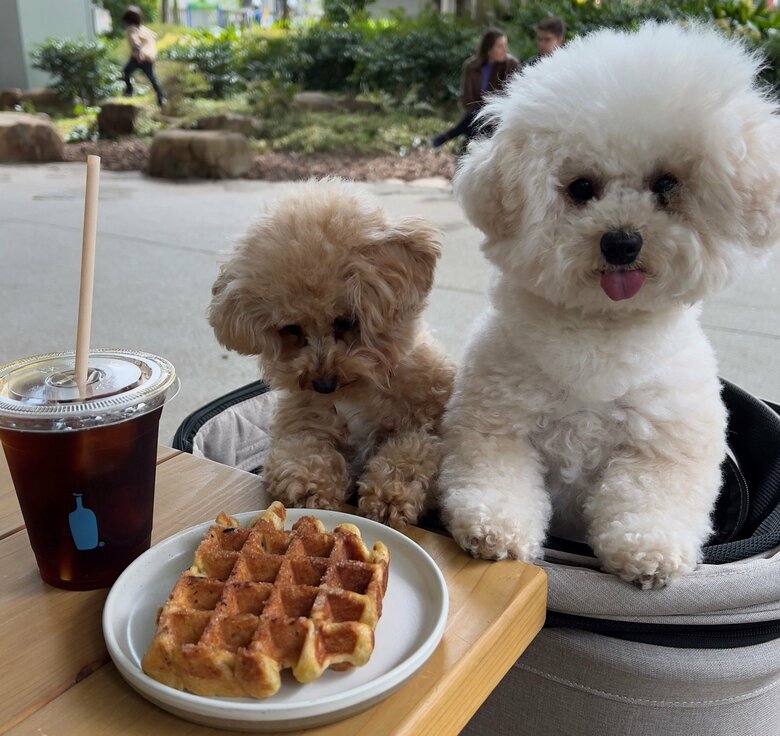料理への視線に圧を感じる